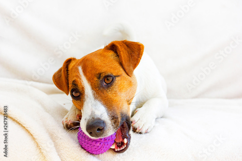 young jack russell terrier lies on a white bedspread and holds a ball in his mouth © Nataliia Makarovska