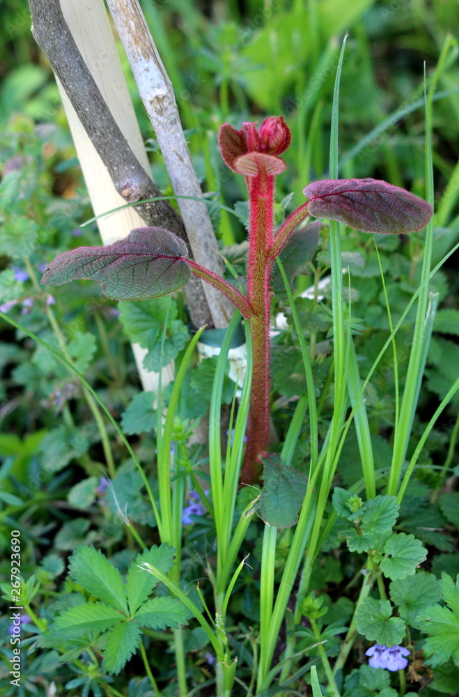 Small young Kiwi or Kiwifruit or Chinese gooseberry woody vine plant planted in local garden with dark green to red leathery leaves and hairy stem surrounded with other plants and flowers on warm sunn Small young Kiwi or Kiwifruit or Chinese gooseberry woody vine plant planted in local garden with dark green to red leathery leaves and hairy stem surrounded with other plants and flowers on warm sunn
