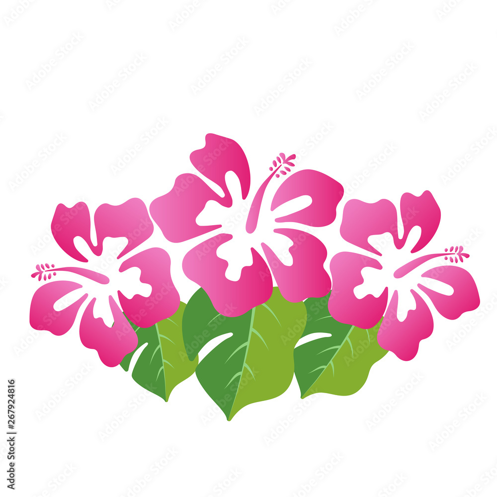 Beautiful hibiscus summer flower vector illustration