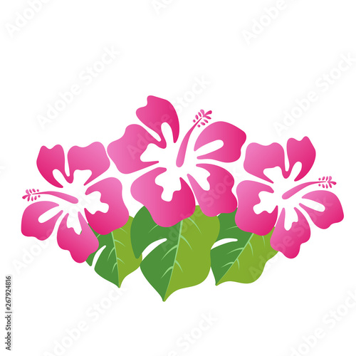 Beautiful hibiscus summer flower vector illustration