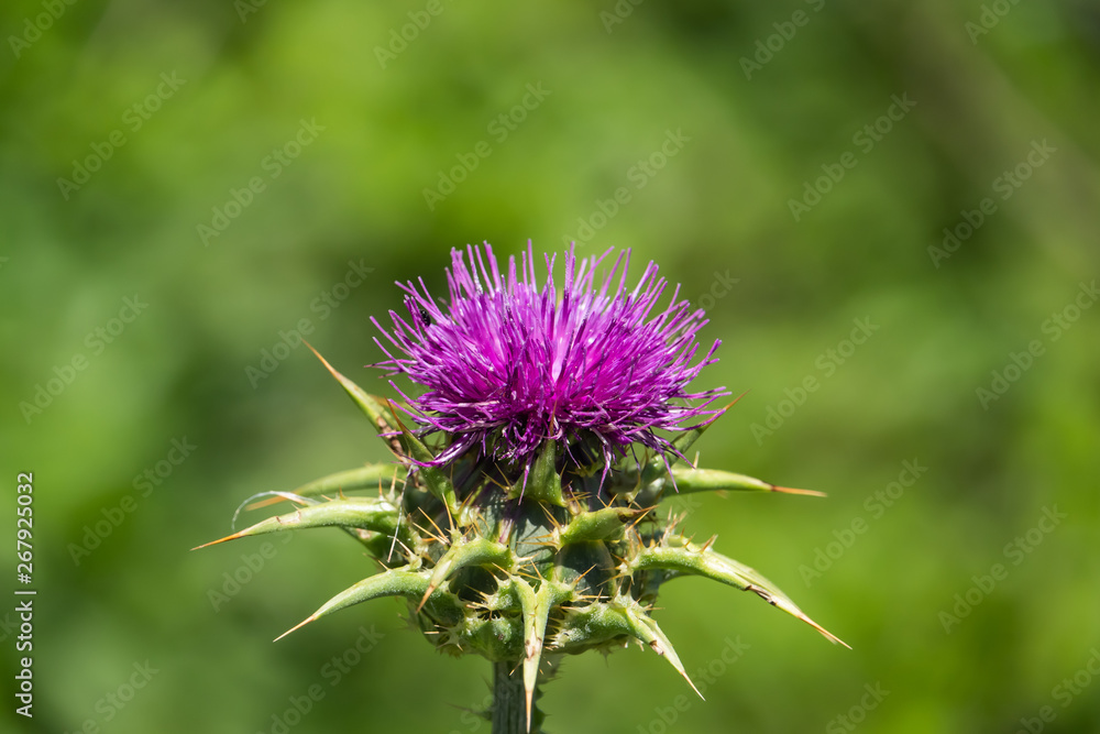 Milk Thistle Flower Head in Springtime Milk Thistle Flower Head in Springtime