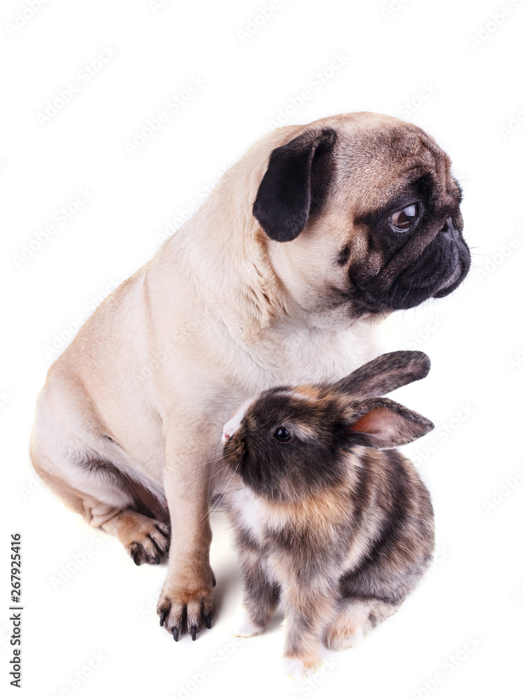 Fototapeta premium Dog pug and tricolor rabbit on white background