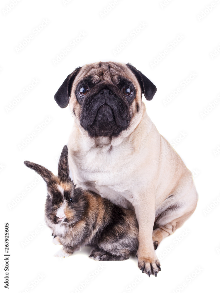Dog pug and tricolor rabbit on white background Dog pug and tricolor rabbit on white background