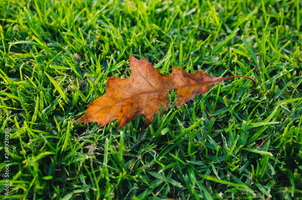 leaf on grass leaf on grass