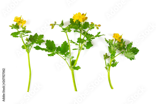 celandine flower isolated on white background photo