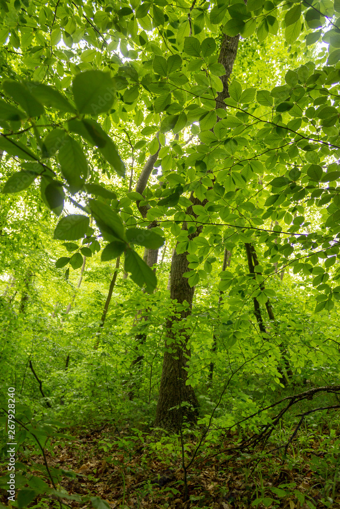 Fototapeta premium Spring dense forest in a rainy day.