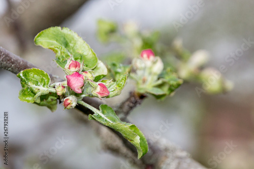 Apple blossoms and buds close up in spring © Oksana Majorova