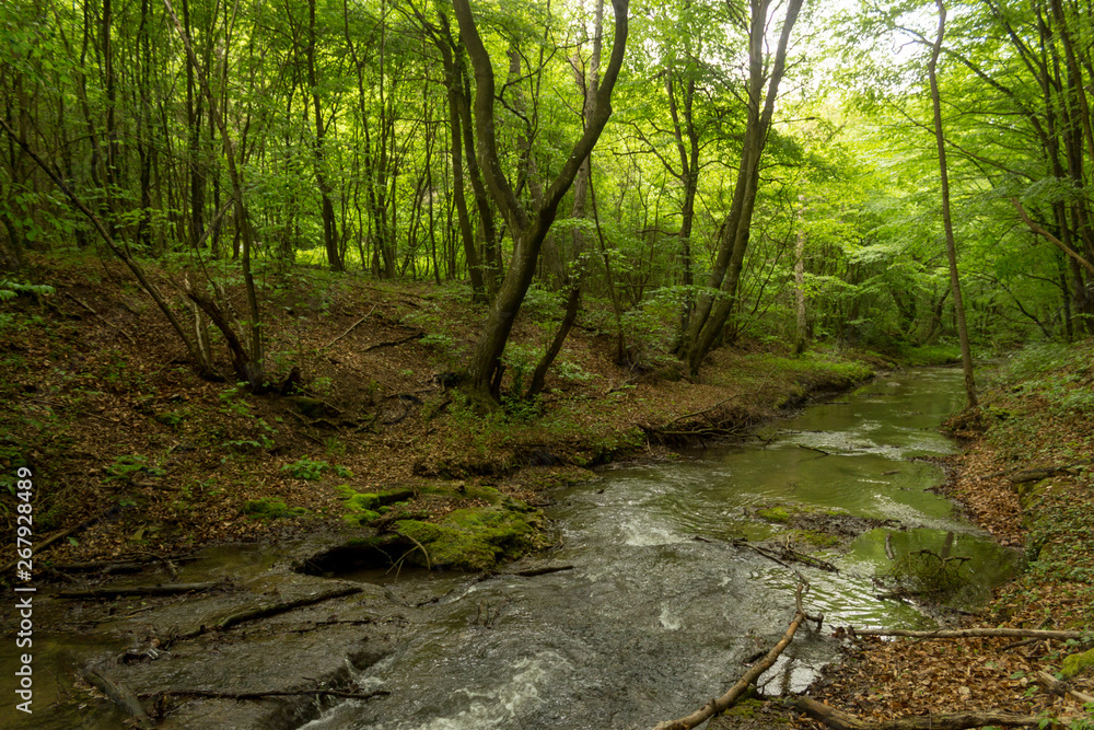 Naklejka premium A small river deep in the green forests of Bulgaria in spring rainy day.