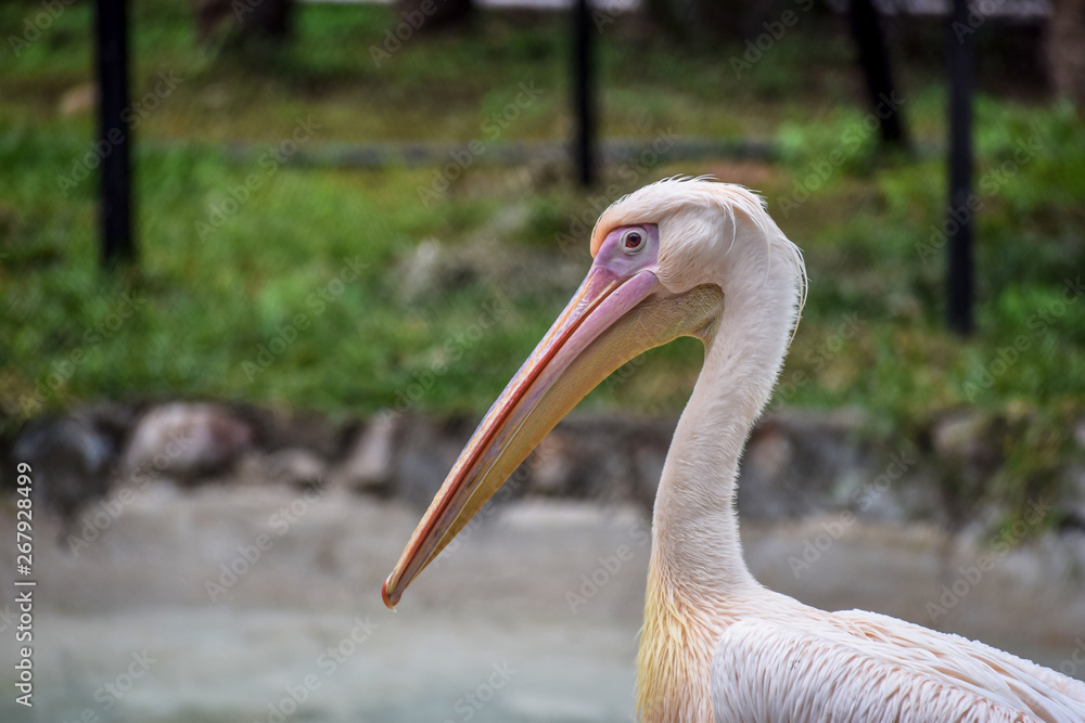 Pelican close up Pelican close up