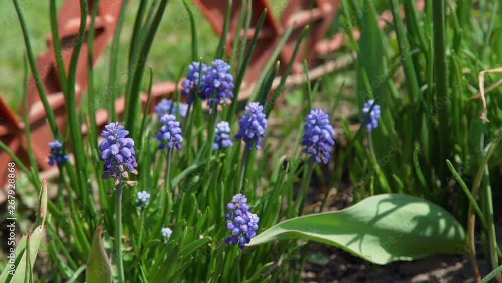 Blue Muscari Grows in the Ground. Flowers in the Garden. Muscari Armeniacum. Grape Hyacinths. Slow Motion Blue Muscari Grows in the Ground. Flowers in the Garden. Muscari Armeniacum. Grape Hyacinths. Slow Motion