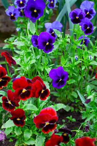 bright and colorful growing pansy flowers