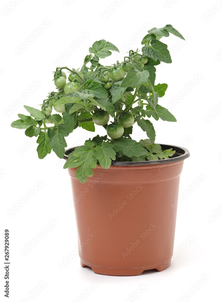Fresh cherry tomato plant in a jar on white background Fresh cherry tomato plant in a jar on white background