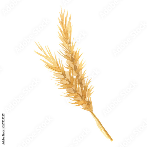 Hand painted watercolor barley, wheat clipart. Isolated on white background. Watercolor hand drawn illustration for logo