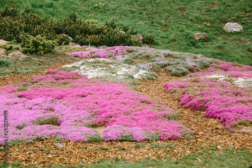 Pink and purple flowers in the park