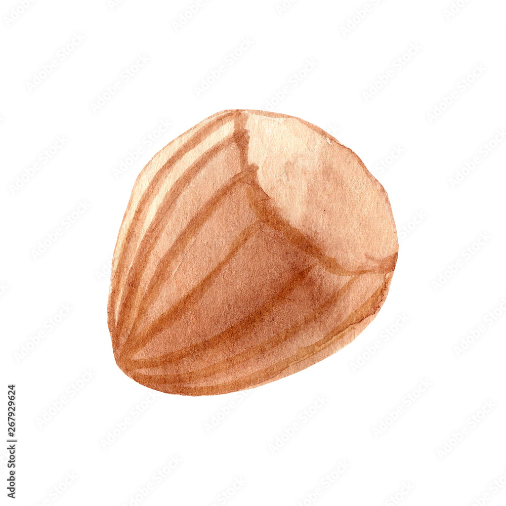 Hand painted watercolor Hazelnut clipart. Isolated on white background. Watercolor hand drawn illustration for logo