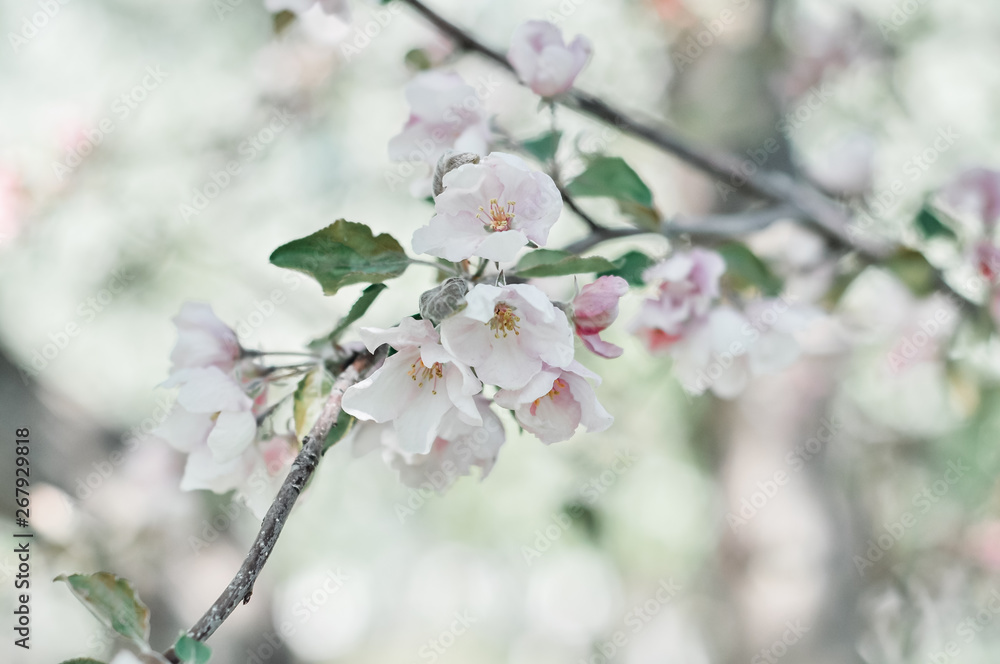 blossoming twig of Apple-tree blossoming twig of Apple-tree