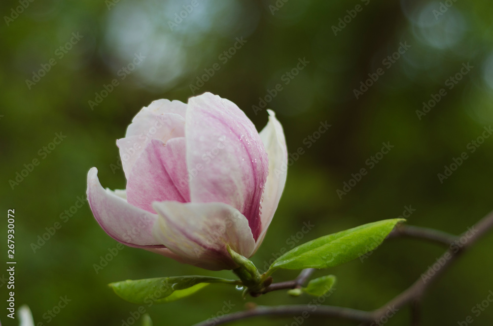 Obraz premium pink magnolia flower closeup 8