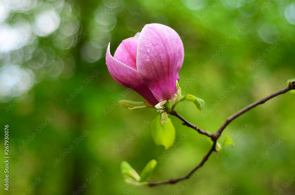pink magnolia flower closeup pink magnolia flower closeup