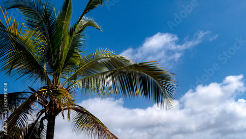 Fototapeta Naklejka Na Ścianę i Meble -  Espectacular palma de coco sobre cielo azul y nubes blancas en el caribe