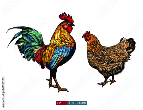 Hand drawn rooster and chicken isolated. Engraved style vector illustration. Template for your design works.