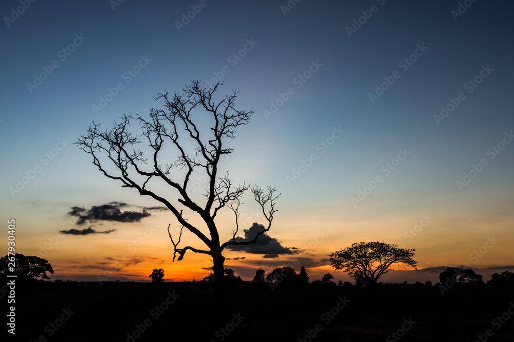 Big tree silhouette sunset sky