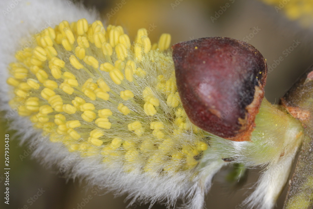 Obraz premium willow bud