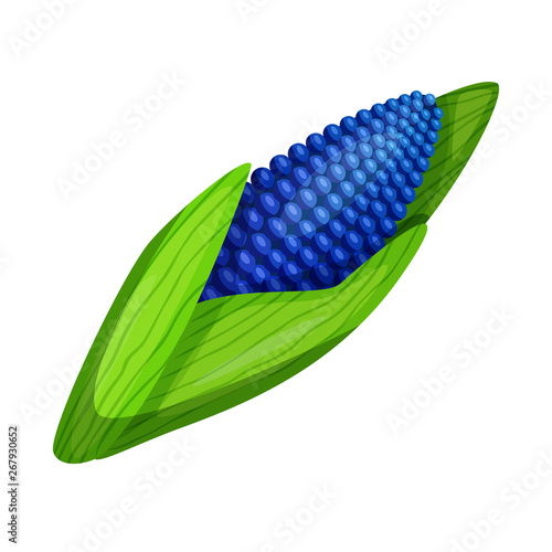 Vector illustration of corn and gmo icon. Set of corn and seed stock vector illustration.
