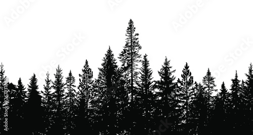 Abstract background. Forest wilderness landscape. Pine tree silhouettes.  Template for your design works. Vector illustration.