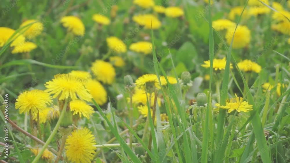 summertime.blooming yellow dandelions on a green meadow.camera moves over a beautiful lawn.