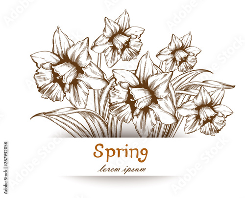Vintage card with flowers Vector lineart. Narcissus retro old effect styles