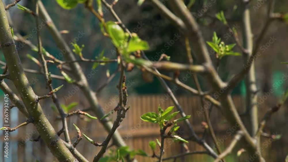 Buds of Leaves on Twigs in Spring Time. Branches of the Tree Swaying in the Wind. Camera Tilting Down Buds of Leaves on Twigs in Spring Time. Branches of the Tree Swaying in the Wind. Camera Tilting Down