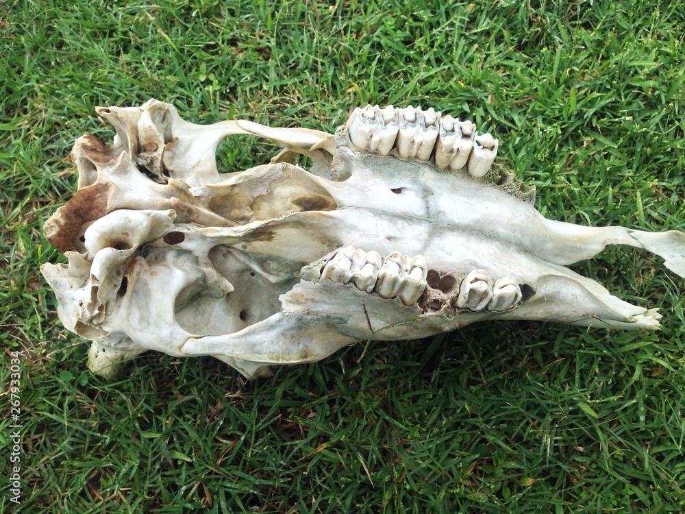 Obraz premium animal skull,original animal skull,open animal skull in the field