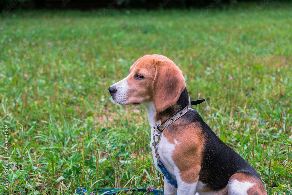 A thoughtful Beagle puppy with a blue leash on a walk in a city park. Portrait of a nice puppy.Eastern Europe. A thoughtful Beagle puppy with a blue leash on a walk in a city park. Portrait of a nice puppy.Eastern Europe.