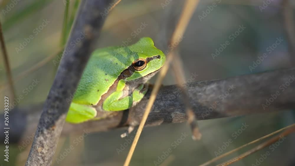 European tree frog, Hyla arborea, sitting on grass straw with clear green background. European tree frog, Hyla arborea, sitting on grass straw with clear green background.