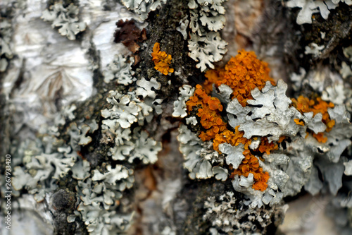 Macro photo of the structure of birch and moss in black gray orange. birch bark, macro moss