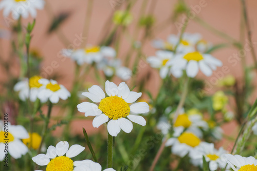 Detail of chamomile wild flowers growing wild photo