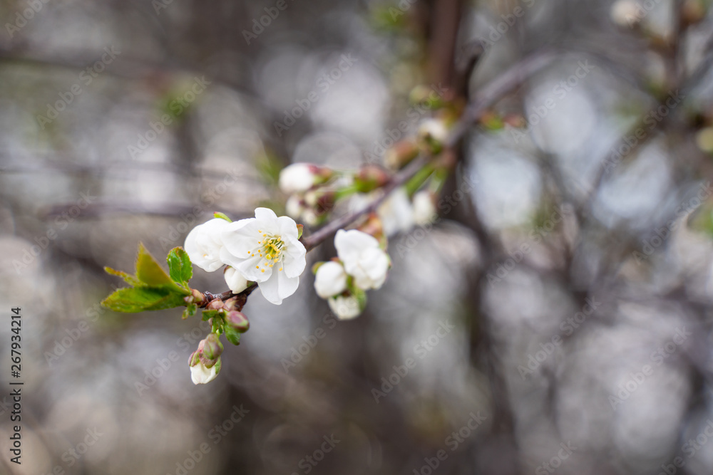 blooming Apple tree branch close-up as background or Wallpaper design blooming Apple tree branch close-up as background or Wallpaper design
