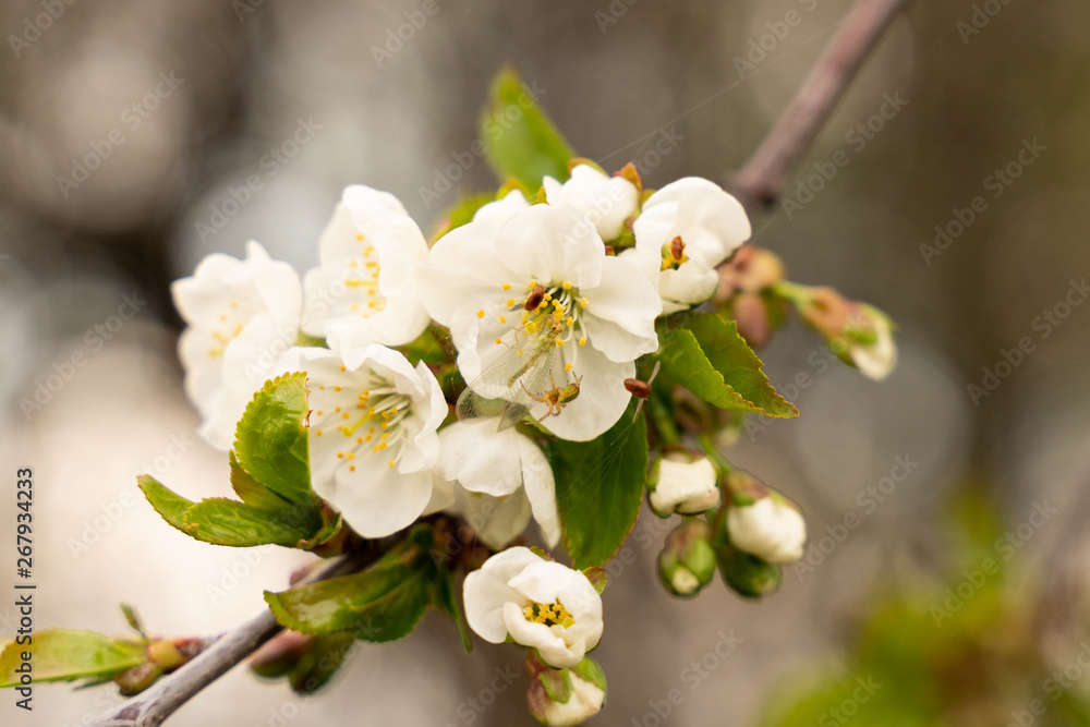 Obraz premium blooming Apple tree branch close-up as background or Wallpaper design