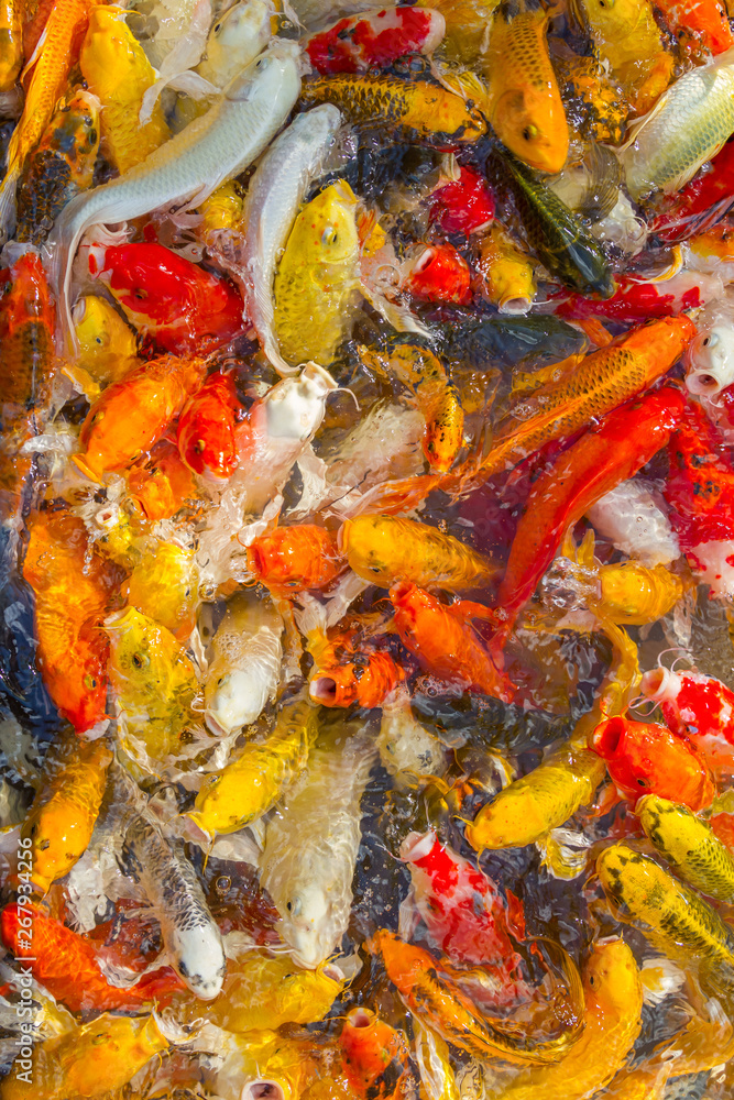 Koi Carps Fish Japanese Koi Carps Fish Japanese