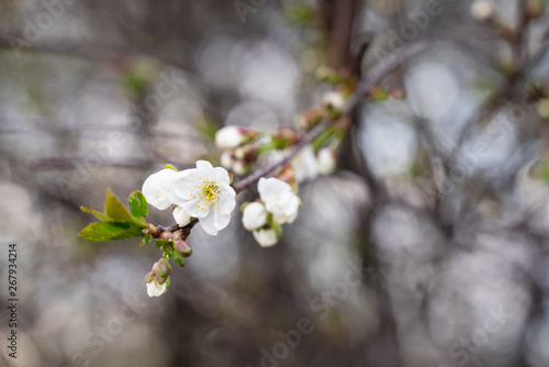 blooming Apple tree branch close-up as background or Wallpaper design © vladimir