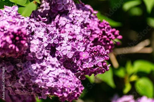 Very beautiful bright blooming lilac, purple, on a Sunny day against the sky with clouds and green leaves. Spring, may, fragrant bouquets, rich smell.