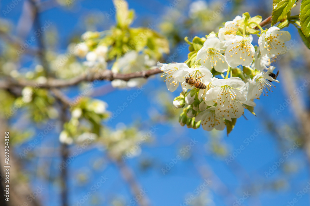 Cherry blossoming white flowers on a branch of blue sky background Cherry blossoming white flowers on a branch of blue sky background