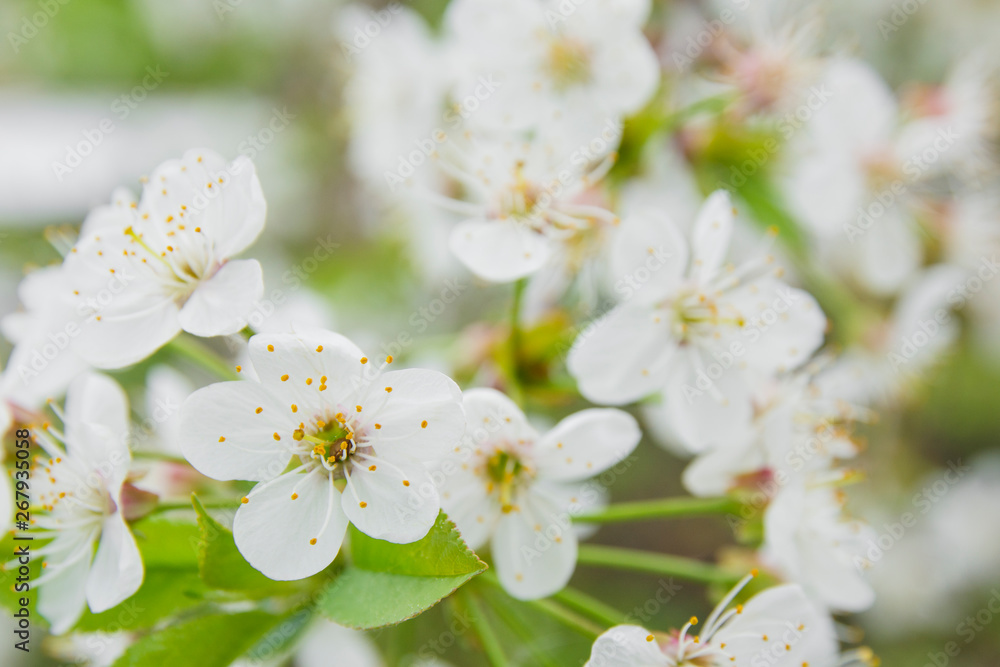 Close-up of white cherry flowers blossom in spring. A lot of white flowers in sunny spring day. Selective focus