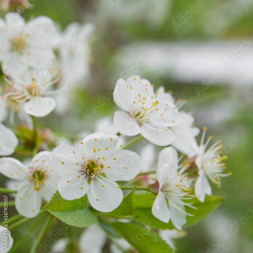 Close-up of white cherry flowers blossom in spring. A lot of white flowers in sunny spring day. Selective focus