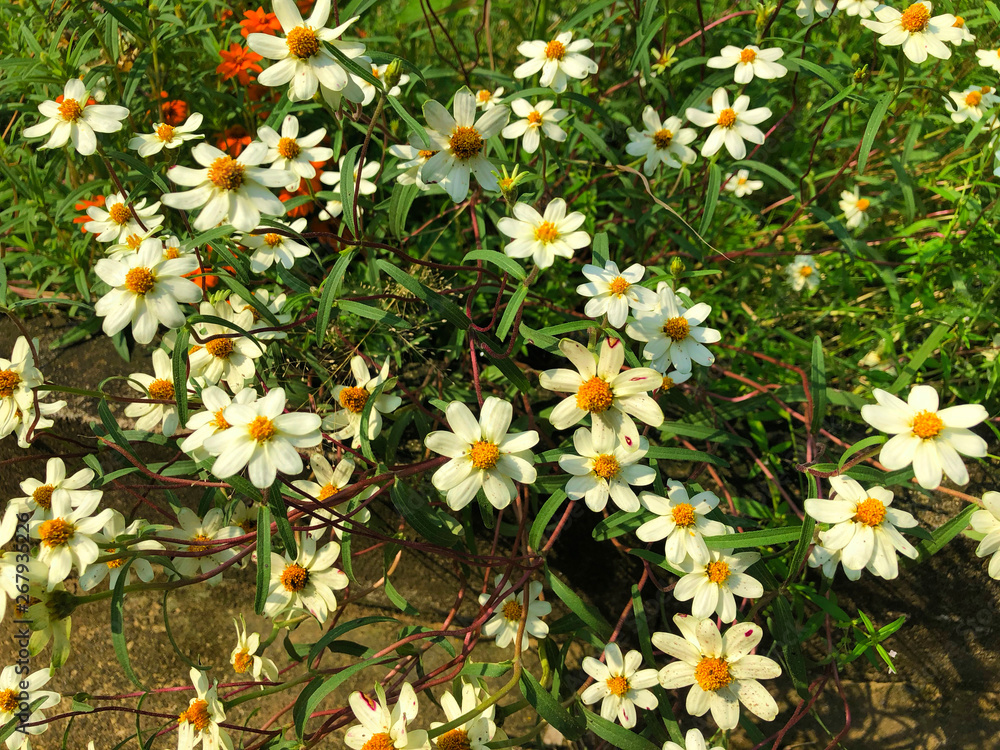 Fototapeta premium White Bidens flowers are blooming in the outdoor garden with blurred natural background, So beautiful.