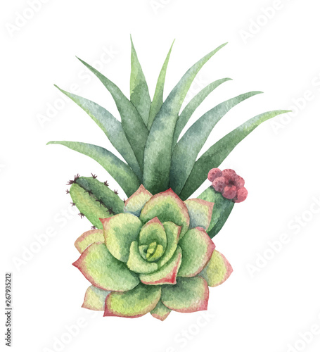Watercolor vector bouquet of cacti and succulent plants isolated on white background.