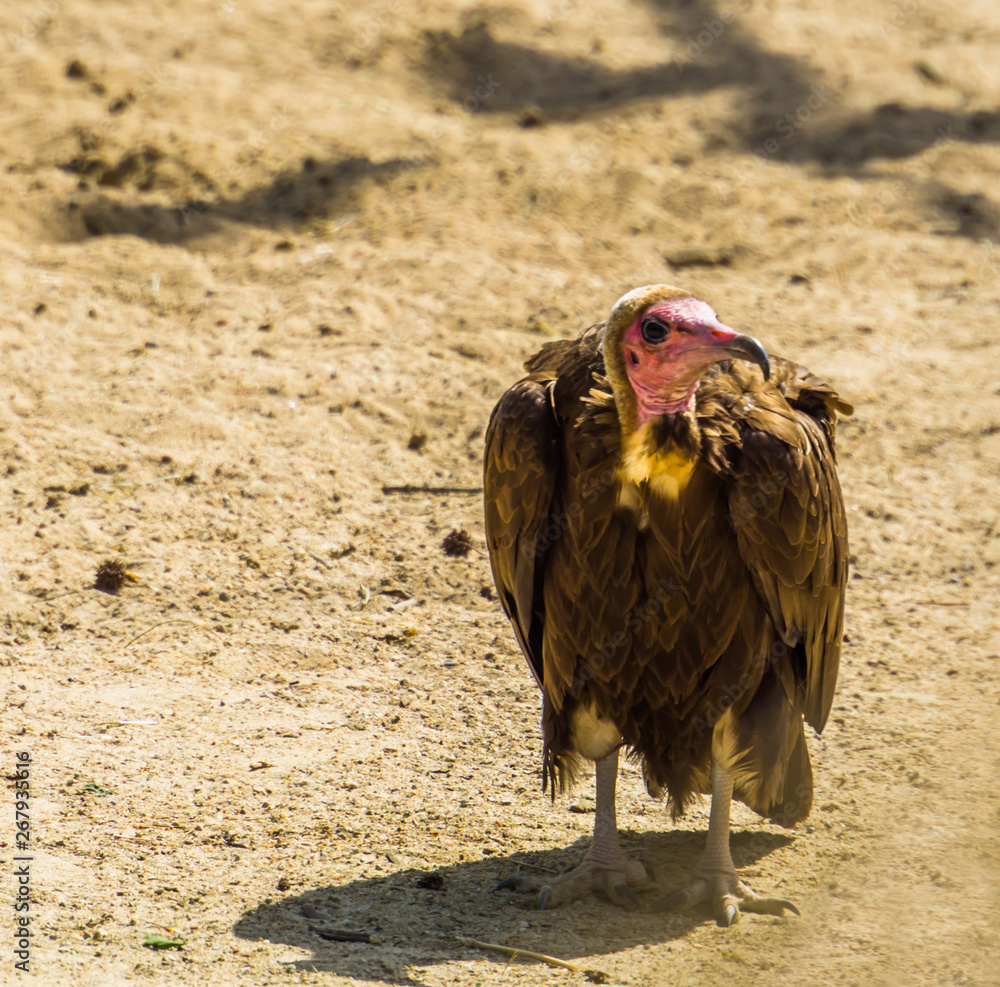 desert vulture