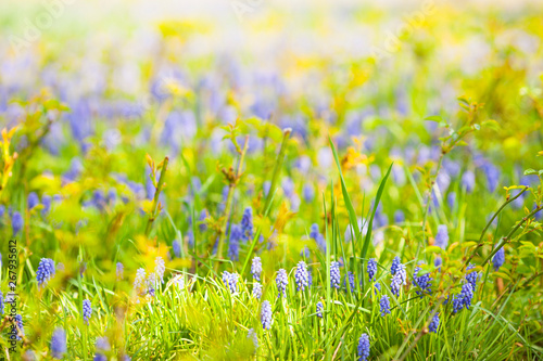 Field of blooming flowers. Red  pink and yellow tulips. Space for a text.