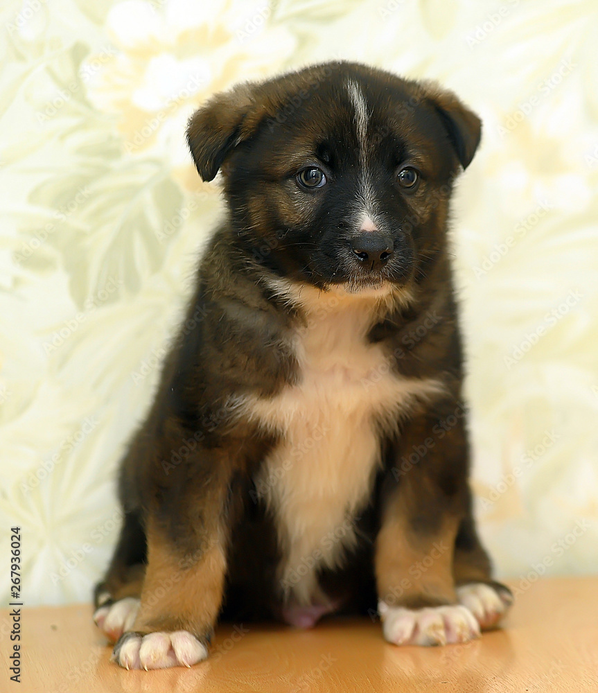 Fototapeta premium small brown with white breast puppy half-breed