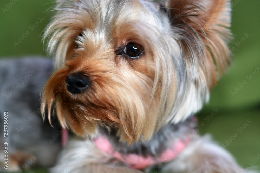 Puppy of the Yorkshire Terrier, the dog is lying on a green sofa, a large puppy portrait, vertical format, a puppy of 8 months Puppy of the Yorkshire Terrier, the dog is lying on a green sofa, a large puppy portrait, vertical format, a puppy of 8 months